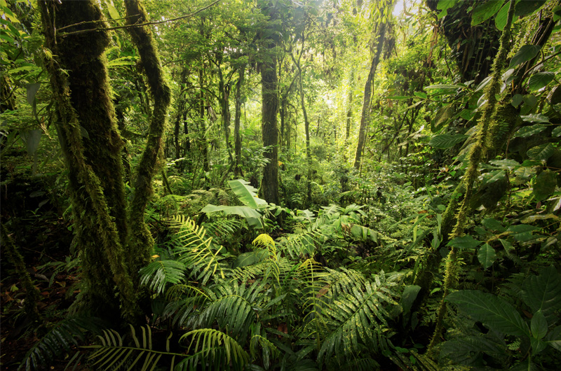 Si las tendencias actuales de deforestación continúan, la selva amazónica podría llegar a un punto de no retorno.