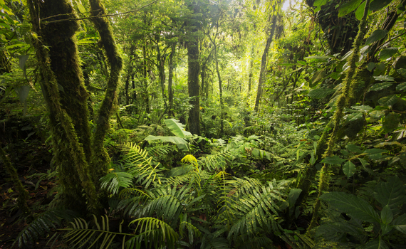 El arduo trabajo de estudiar los bosques tropicales