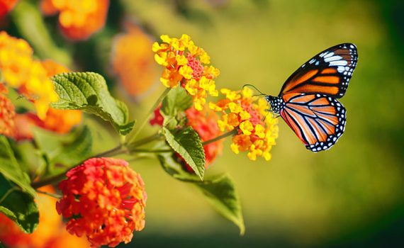 ¿Es el fin de la mariposa Monarca?