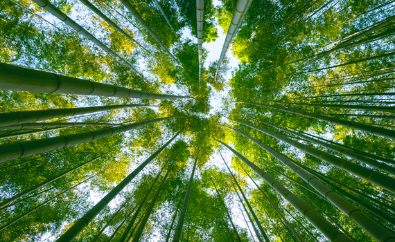 En Segovia se programan plantaciones masivas por el Día del Árbol