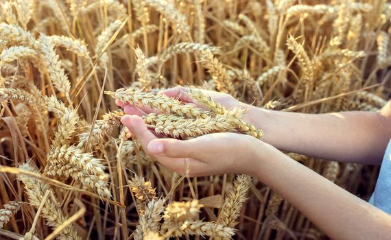 Particularidades del proceso de la fotosíntesis en el trigo