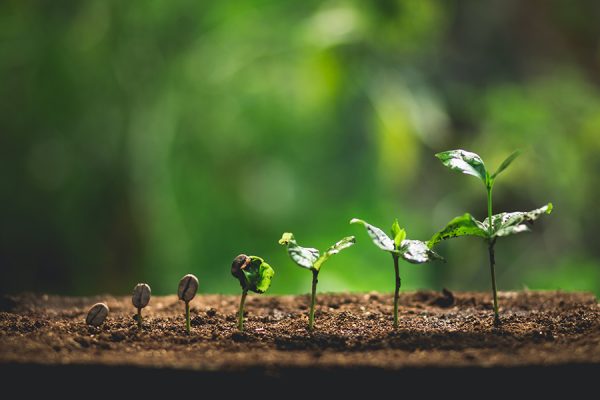 La lucha contra la desertificación y la sequía