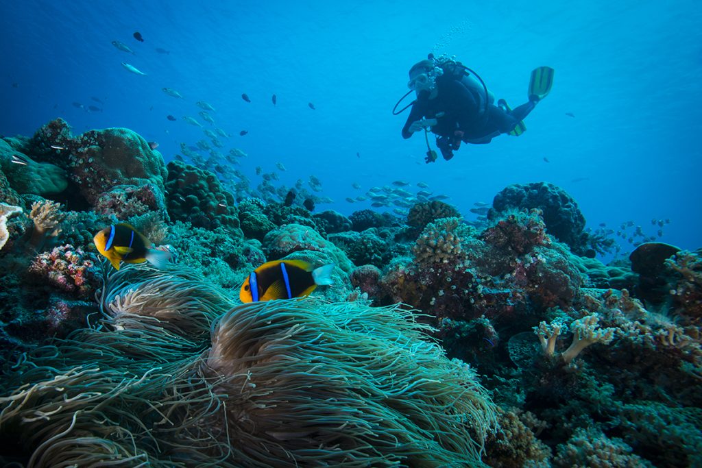 Buceador en el fondo del mar cerca de un arrecife con peces payaso. 