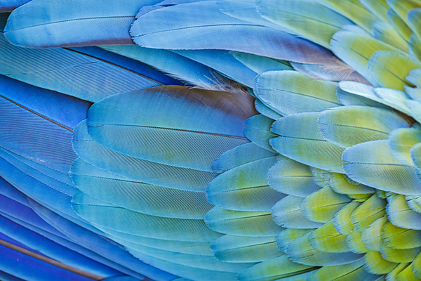 El cambio climático y el desvanecimiento de los colores en las aves