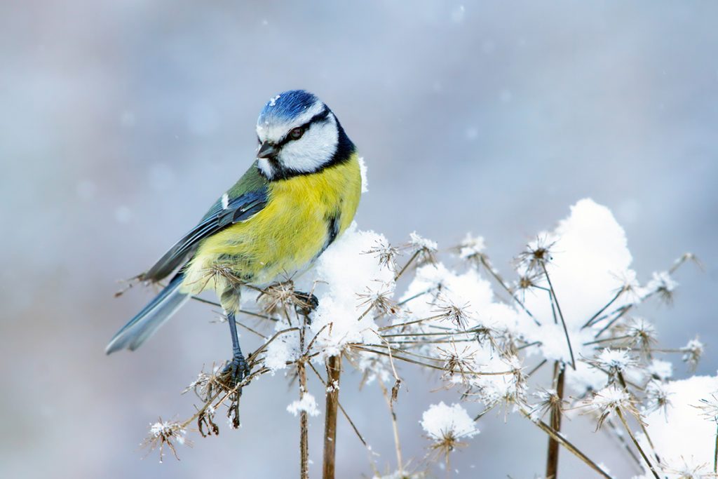 Un herrerillo sostenido sobre las delgadas ramas de una planta cubierta por nieve. 