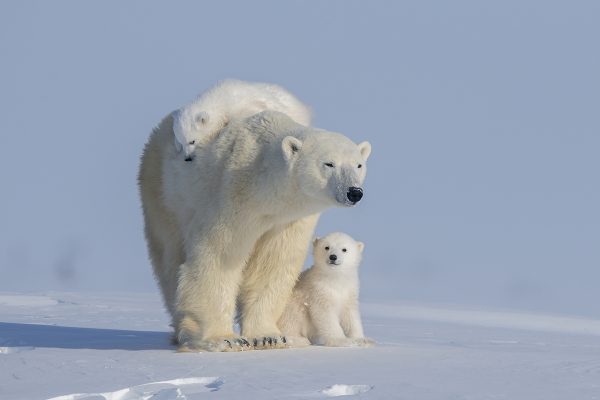 Cómo el cambio climático amenaza a los osos polares en el Ártico