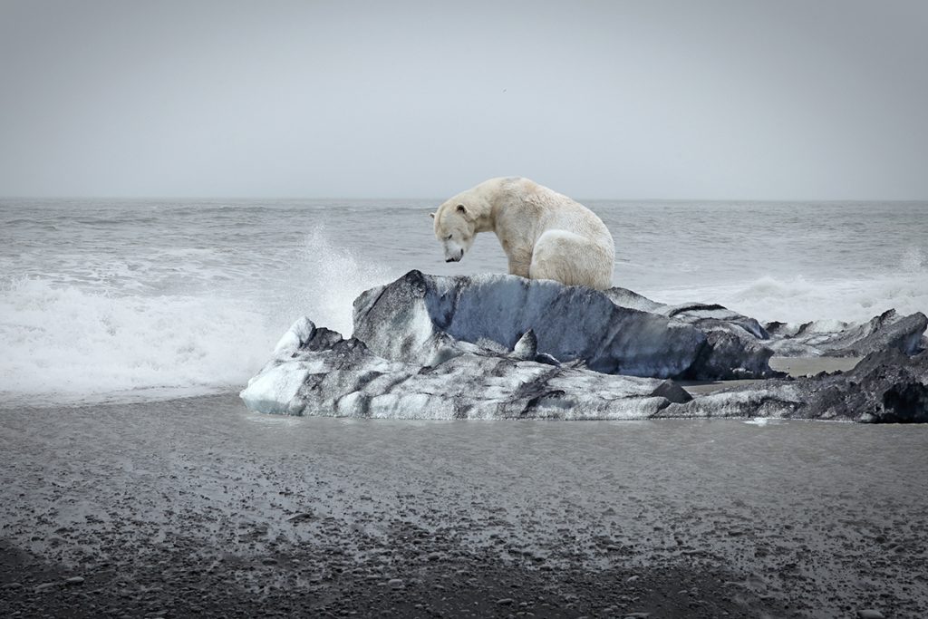 Oso polar solitario en el témpano y mar abierto detrás