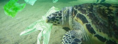 funiber-dia-mundial-medio-ambiente-plastico
