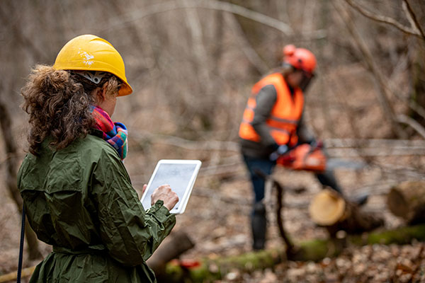 Gestión forestal en un clima más cálido: claves para reducir incendios